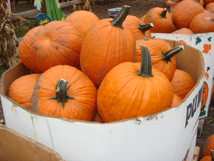 there is many large orange pumpkins in this box