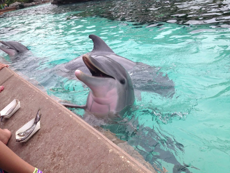 a couple of dolphins are out in the water