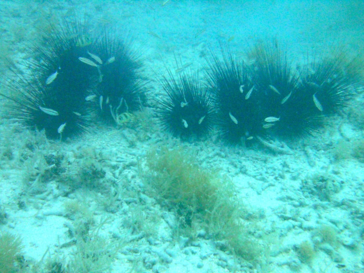 sea urchins moving along in the ocean floor