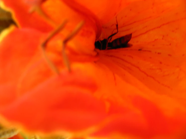 a fly on an orange flower in a vase