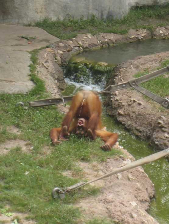 an animal eating soing in some green grass