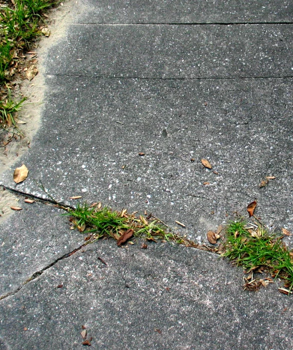 a small fire hydrant with grass growing out of it