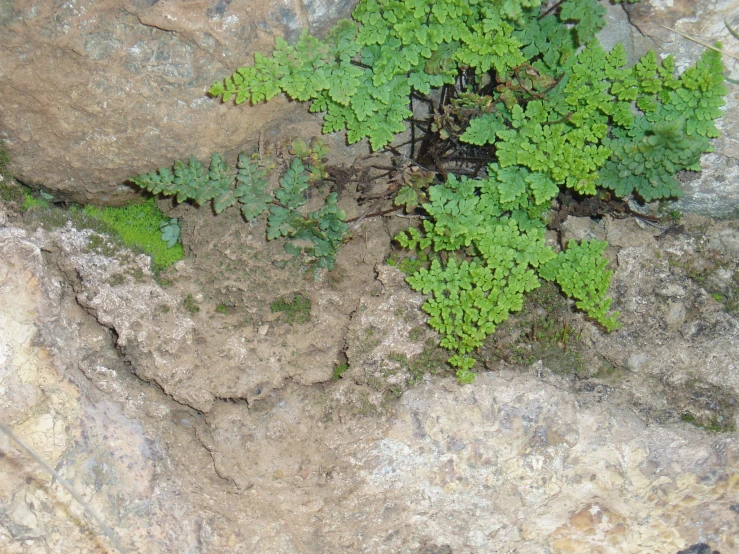 green plants growing in between some rocks