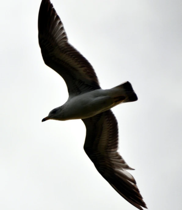 there is a bird flying in the sky