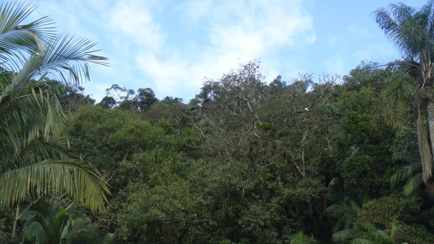 several trees that are near the grass