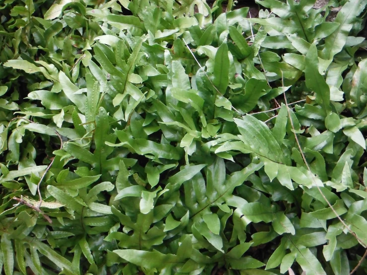 the leaves are on the bush, the ground is covered in it