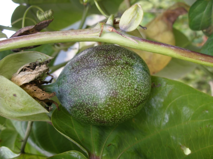 a tree with various green leaves, and an old fruit hanging from a nch