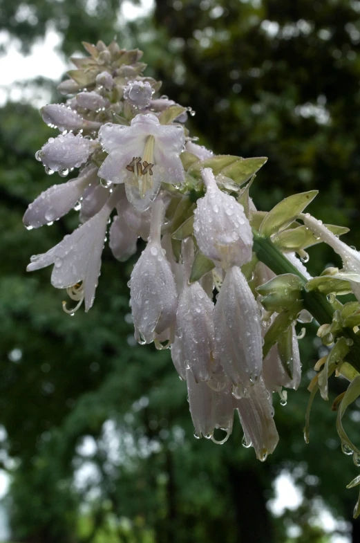 some water on a white flower in the rain