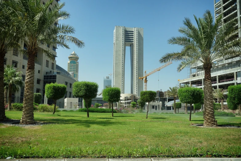 palm trees and buildings are seen from across the street