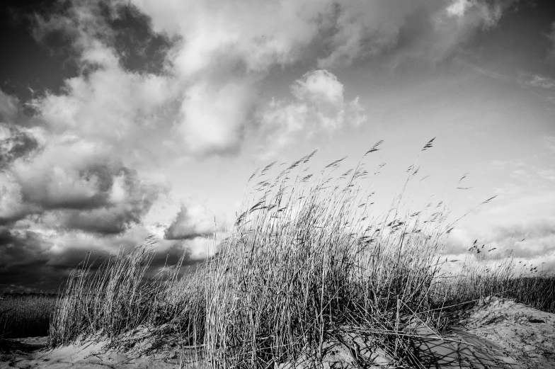 black and white pograph of a grassy area