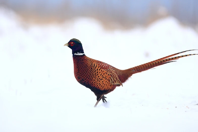 the bird has brown feathers and black feathers