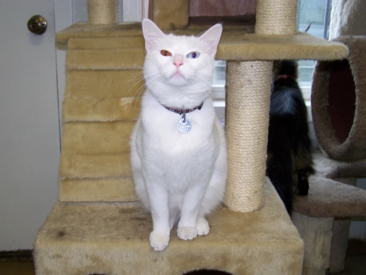 a white cat is sitting on top of a cat tree