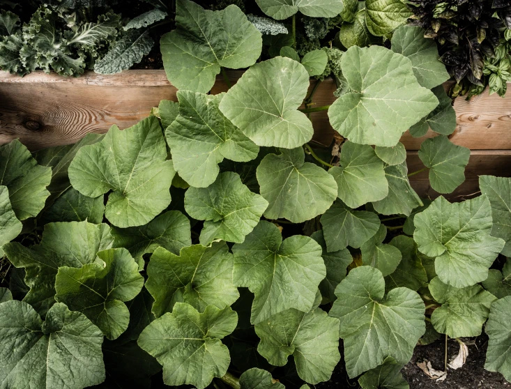 a group of various plants are growing next to each other