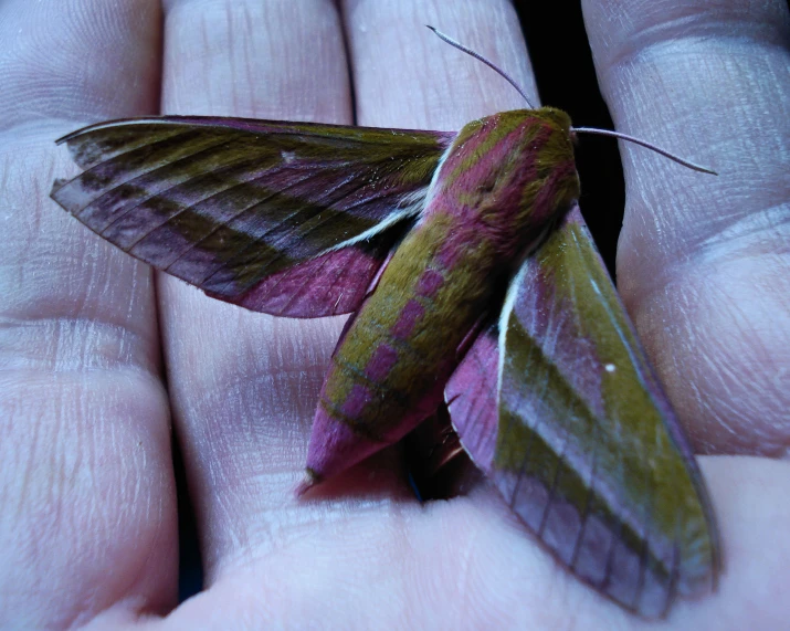 a small brown moth sits on a persons hand