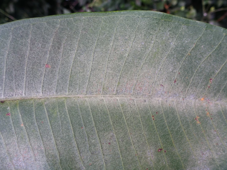 a close up view of a large green leaf