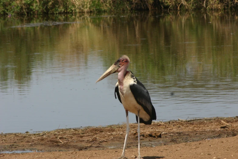 a big bird stands near the water and stares