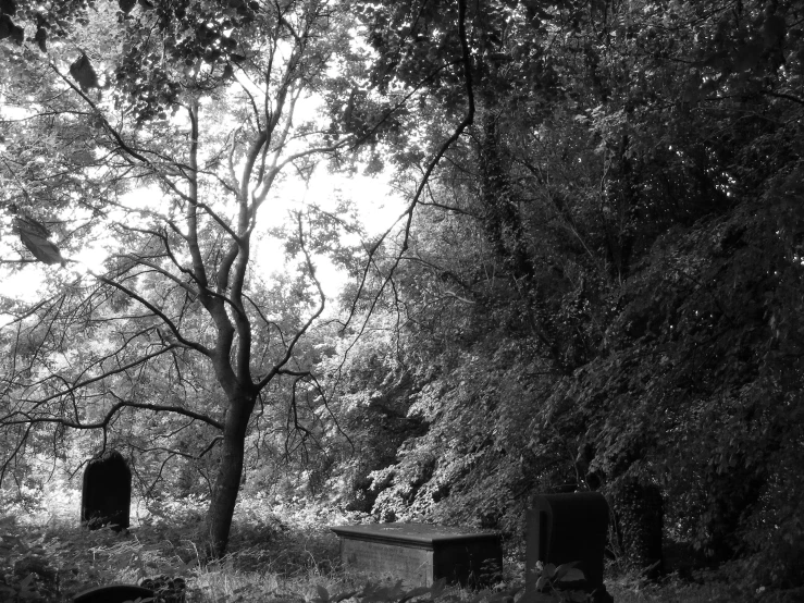 black and white pograph of four headstones in a forest