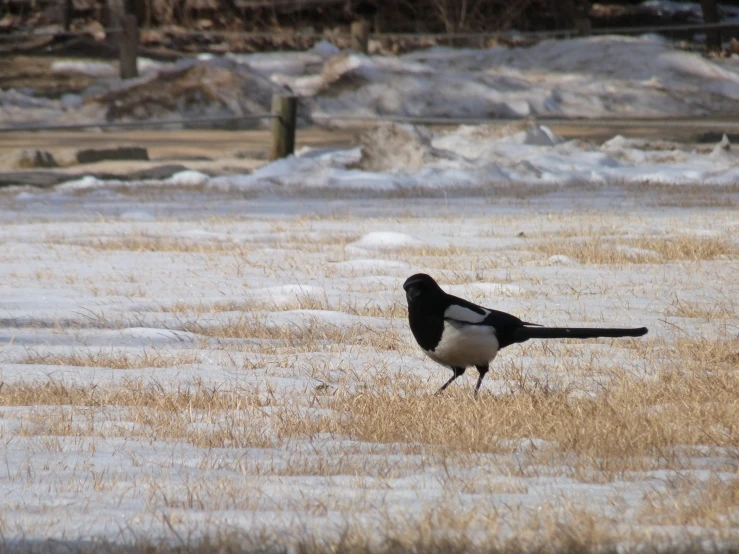 a black and white bird standing in the snow