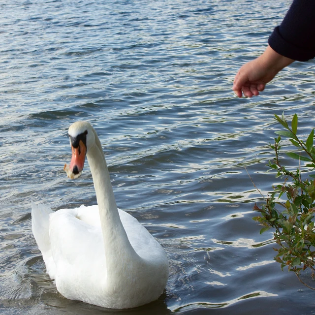 a person holding out their hand to a white swan in the water