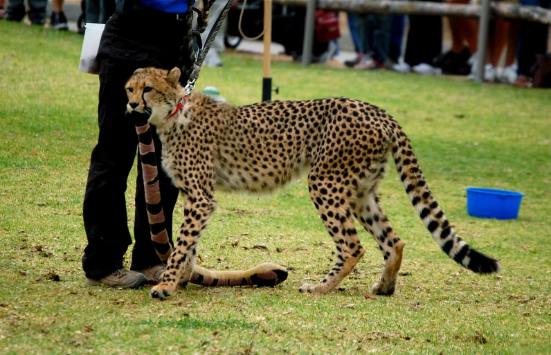 a cheetah standing by the handler holding a leash