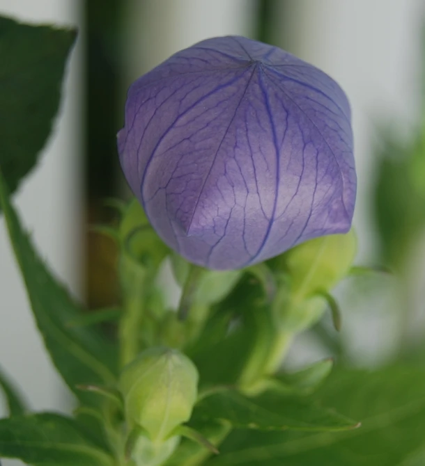 purple flower on top of green leaves in the sun