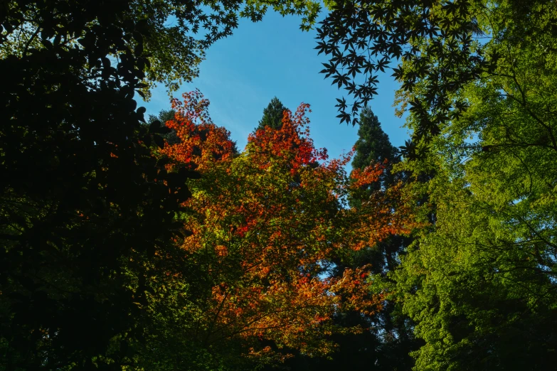 trees near the side of the road that appear to be turning orange