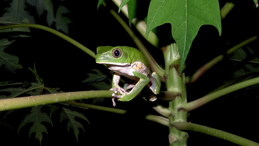 a frog that is climbing up on a tree nch