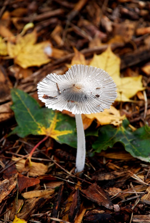 a white flower sits among leaves and needles