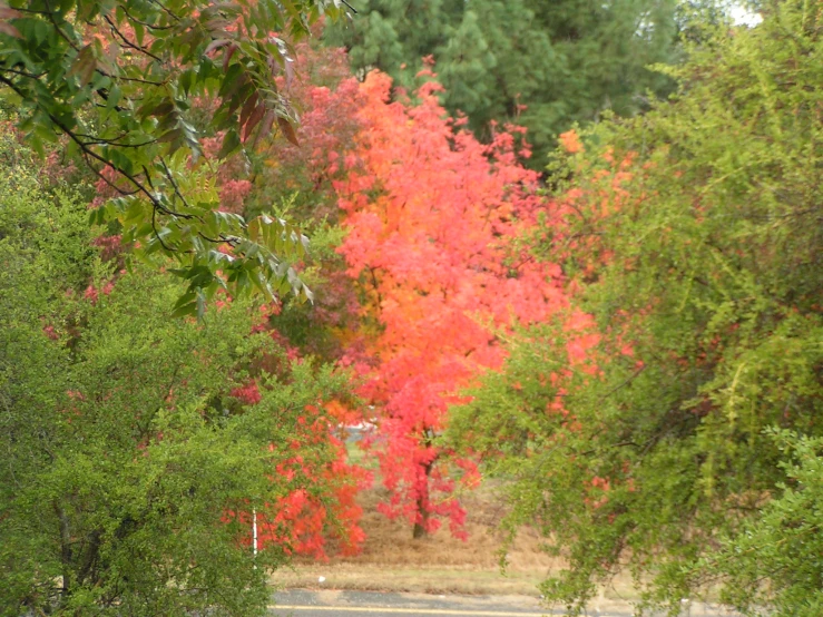 some very pretty trees by the side of the road