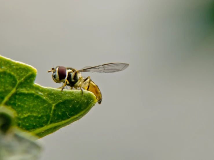 there is a insect on top of the green leaf