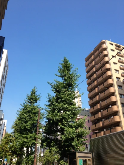 tall buildings and a tree in a city