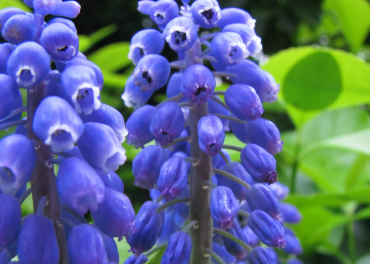 a bunch of blue flowers that are blooming