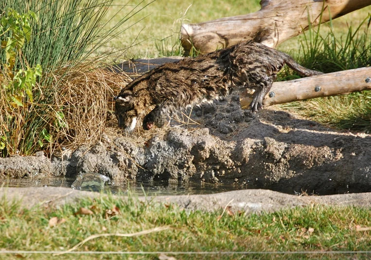 an animal in a field next to some water