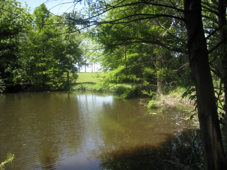 trees, grass and water in a grassy area