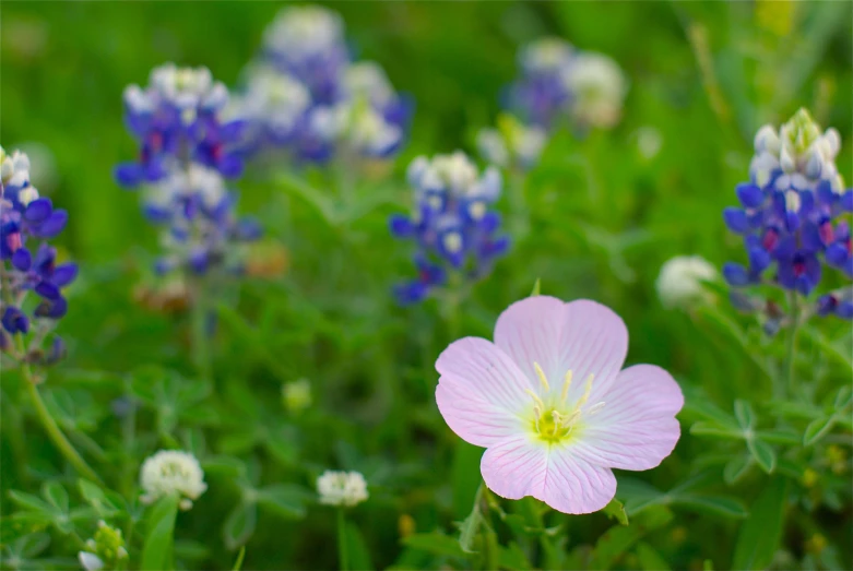 pink flowered plant with blue and white flowers