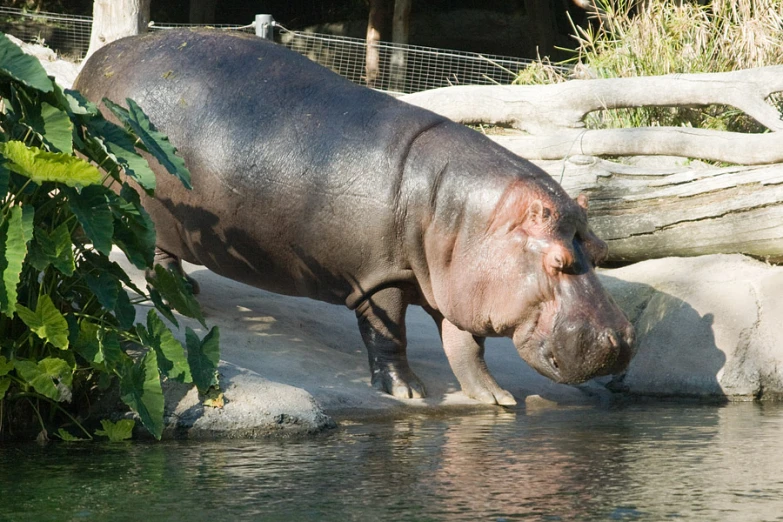 a hippopotamus drinking from a pool in an enclosure