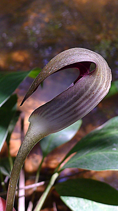 the back end of a flower with green leaves