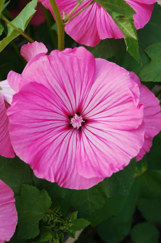 pink flowers are shown in this close up picture