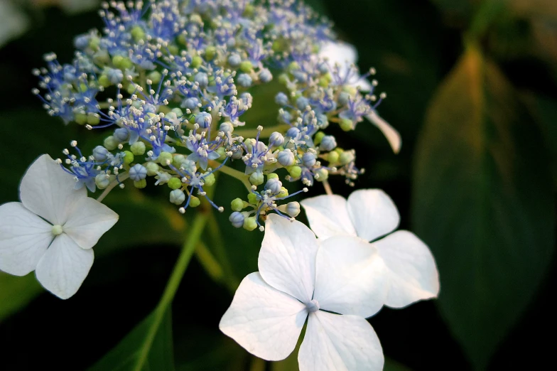 blue and white flowers on green leaves near one another