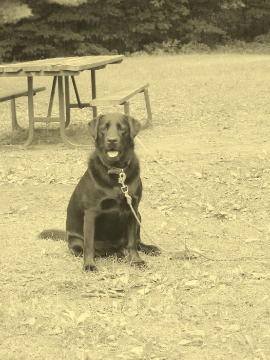 a dog with a collar sits in the grass near a picnic table