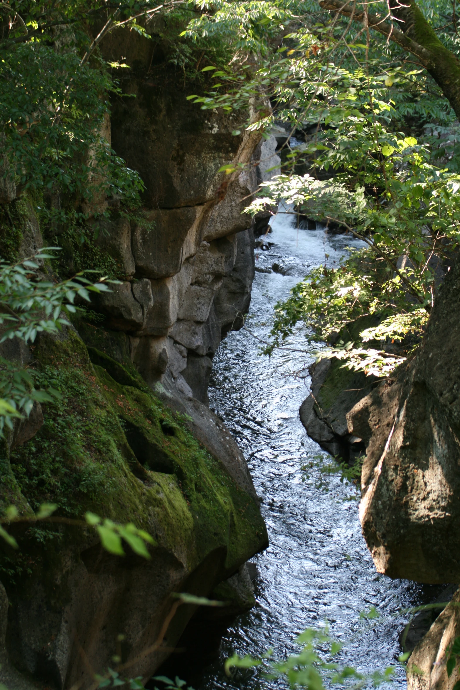 a stream flowing through a forest with lots of rocks