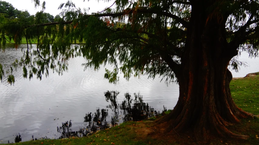 a large tree near the lake and a man sitting on a bench