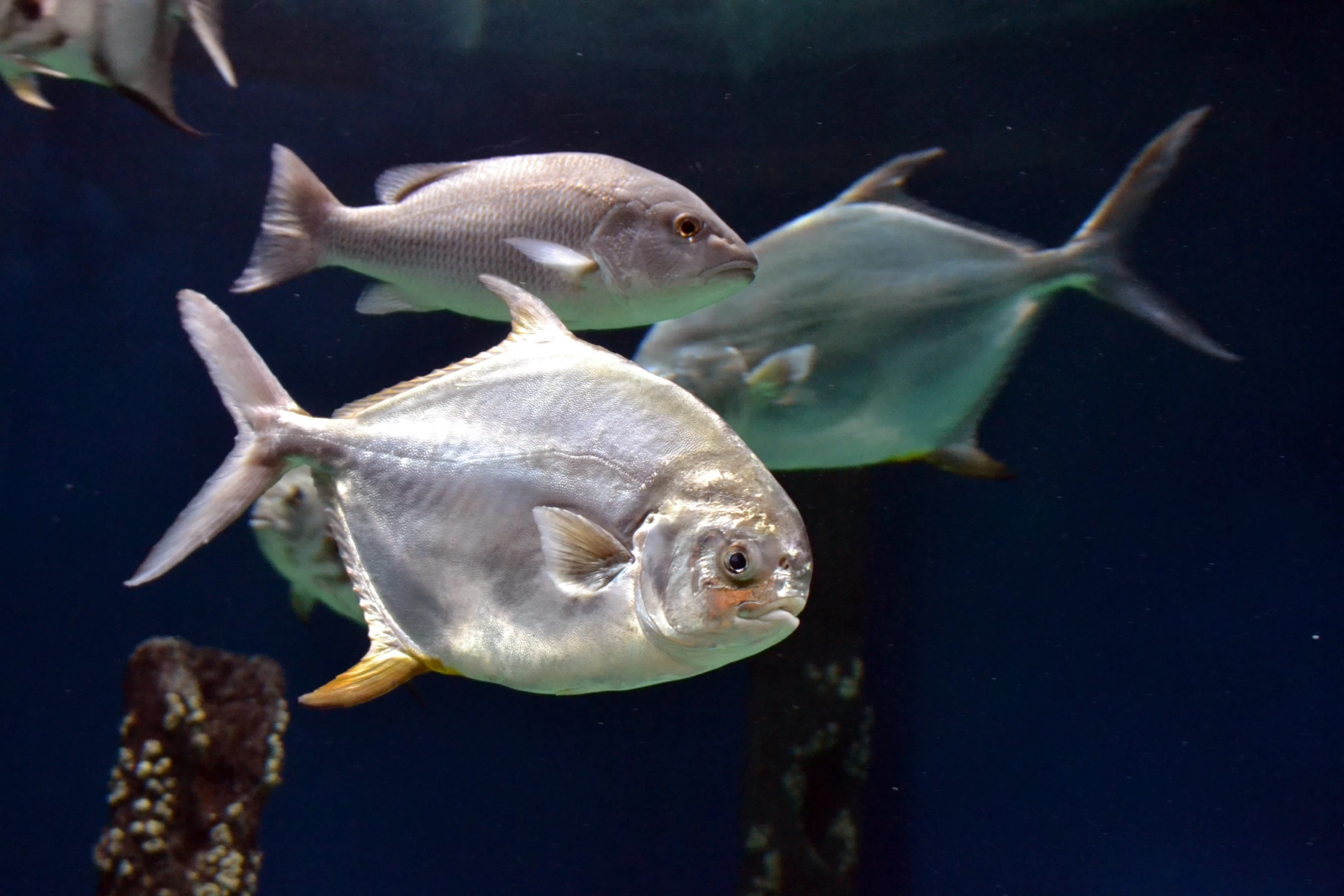 this group of fish are in the blue sea