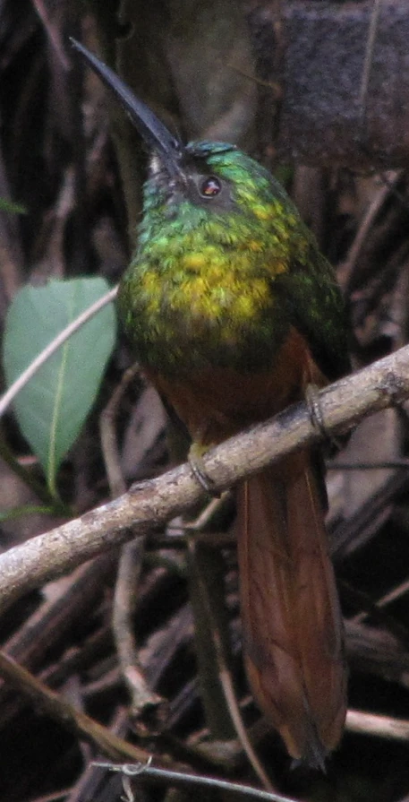 a small bird is perched on a thin nch