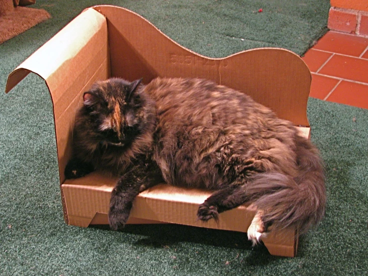 a large fluffy cat sitting inside of a cardboard box