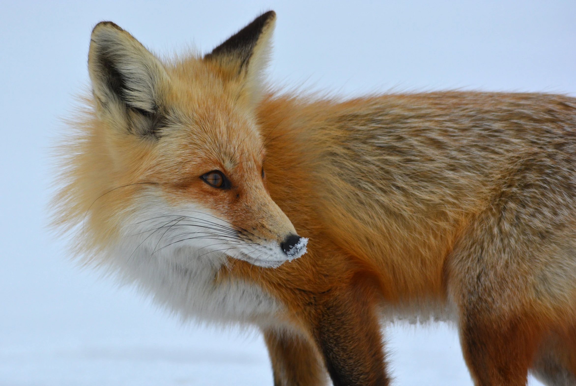 a red fox in the snow looking off into the distance