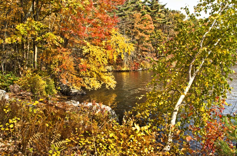 a group of colorful trees are next to a river