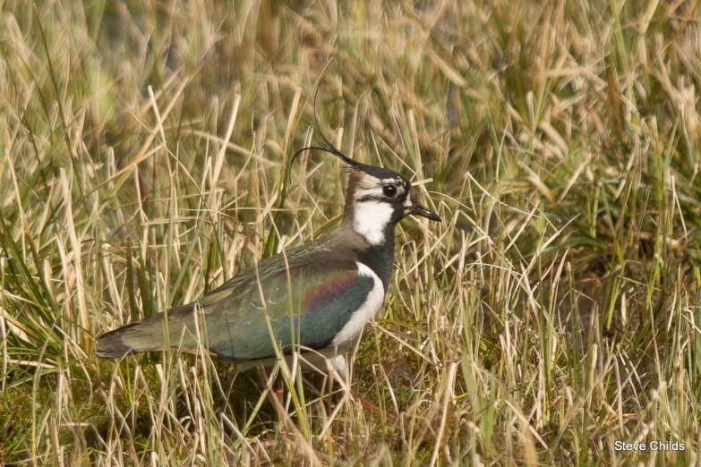 a bird with long, thin beak standing in grass