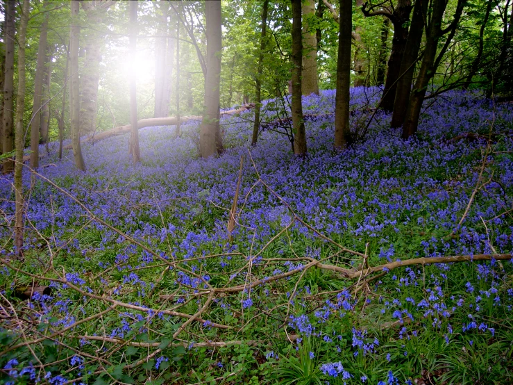 an image of a bluebell carpet in a forest