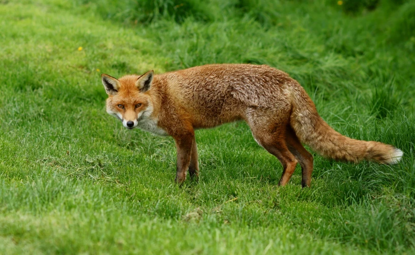 a small red fox standing in the middle of a green field